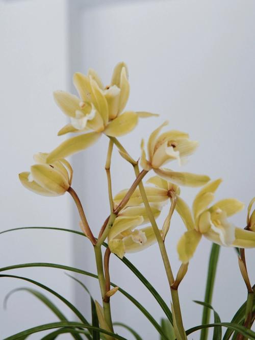兰花的寓意,兰花寓意是什么