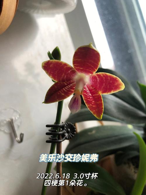 嘴巴抹蜜哄女生乐开了花儿的生肖男