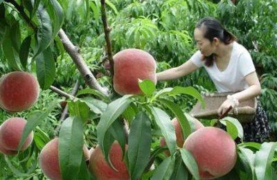 孕妇梦见摘水果