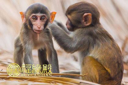 男鸡和女猴的姻缘怎么样?属猴女喜欢什么类型的男生?