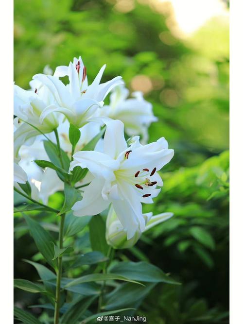百合花最具代表的寓意