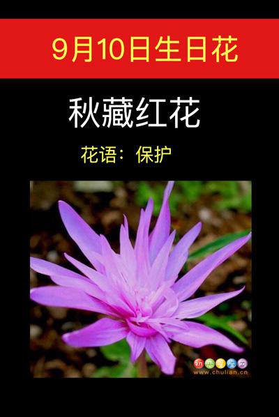 9月10日生日花语:秋藏红花