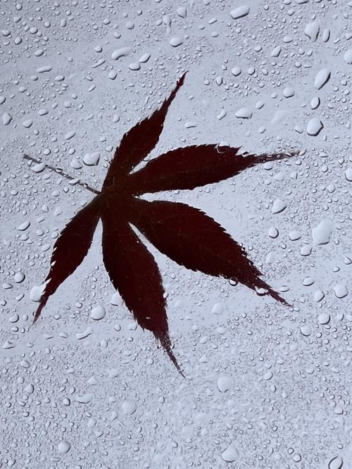 梦见下雨了去找伞是不是好事?