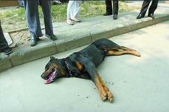 梦见把狗弄死了