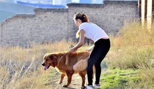 聪明儿媳讨好生肖狗婆婆的妙招揭秘