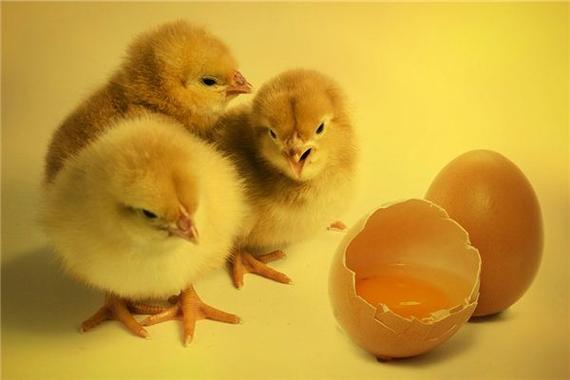 孕妇梦见一群小鸡