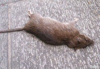 周公解梦女人梦见死老鼠预示着什么