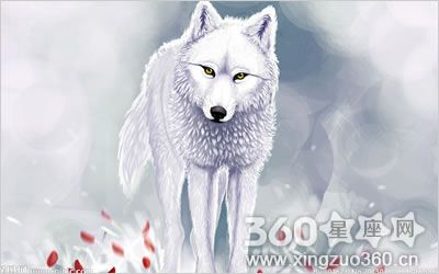 梦见自己是狼