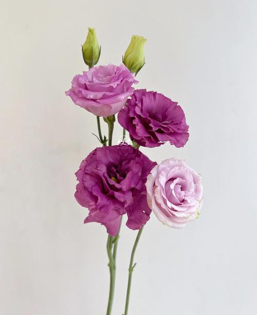 粉色洋桔梗的花语是什么?粉色洋桔梗花束推荐!