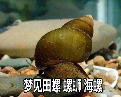 梦见田螺 螺蛳 海螺是什么意思