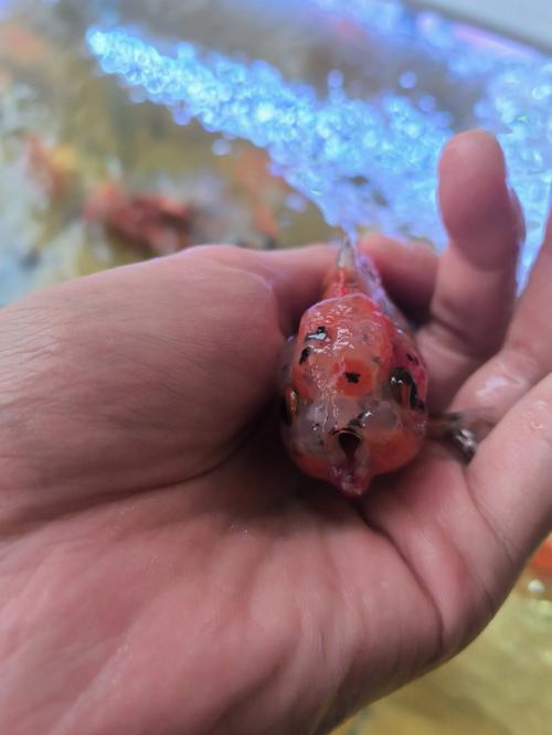 梦见鱼受伤了