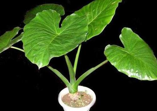 风水师必备的植物风水知识