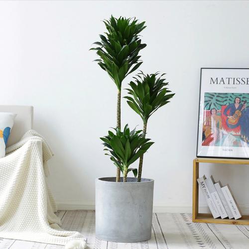 办公室大型盆栽植物有哪些