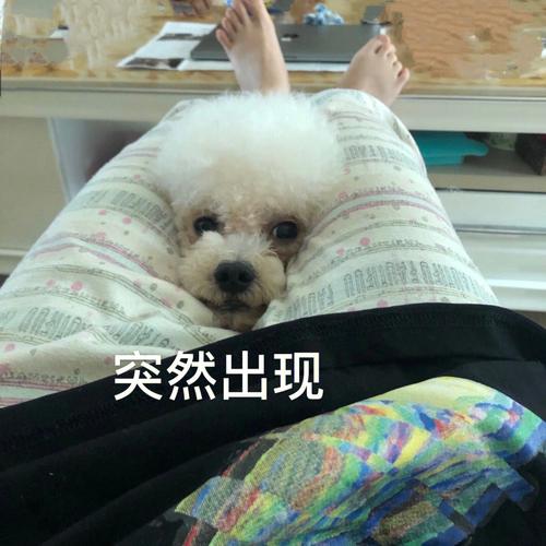 梦见被狗咬膝盖是什么意思