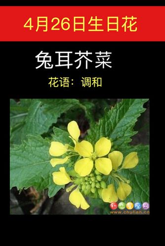 4月26日生日花语:兔耳芥菜