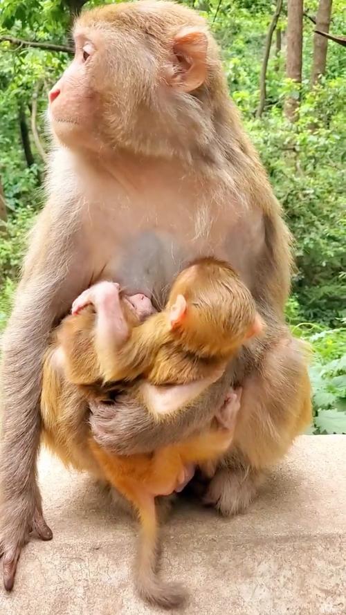 猴爸爸和猴妈妈生什么宝宝好