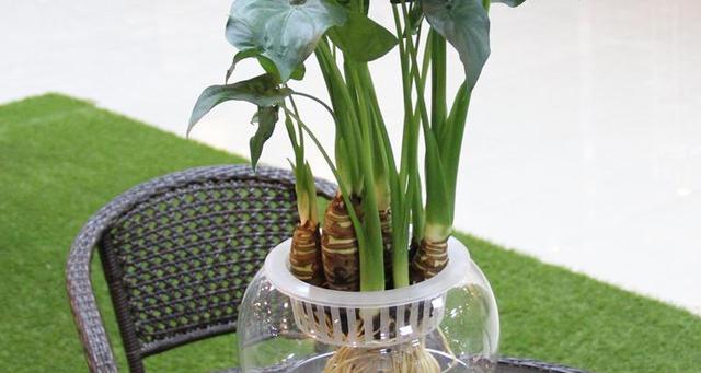 水养植物与风水讲究