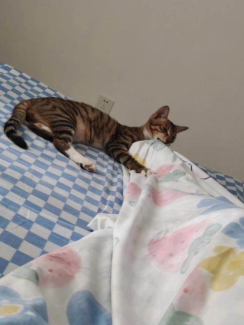 梦见有猫屎在被子上