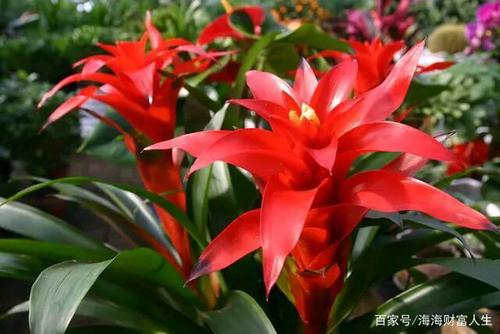 花的风水