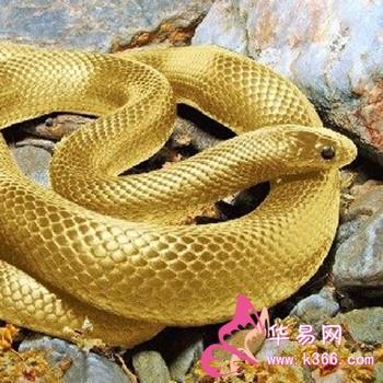 梦见彩色大蛇 周公解梦之梦到彩色大蛇