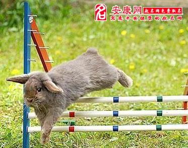 梦见兔子逃跑了