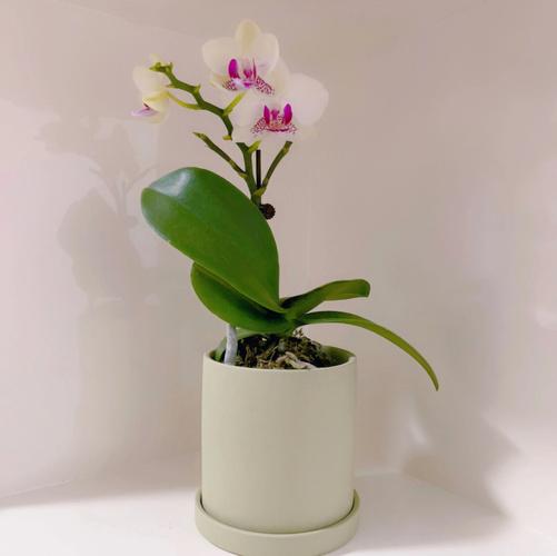 迷你蝴蝶兰:快乐天使、风华正茂