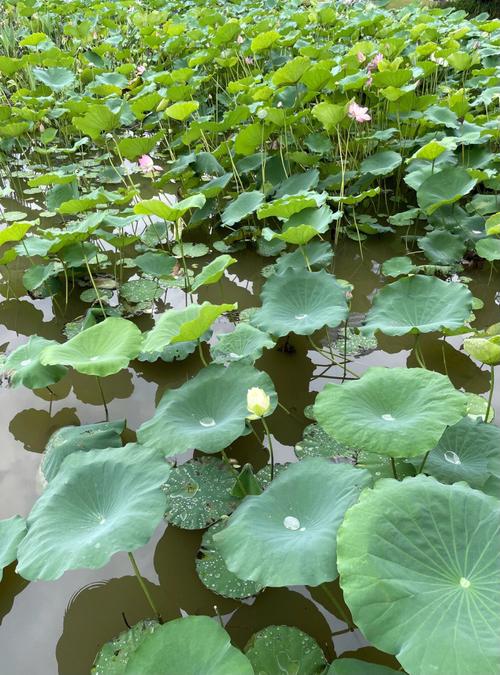 梦见莲叶