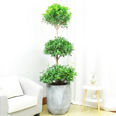 阳台放什么植物最旺财