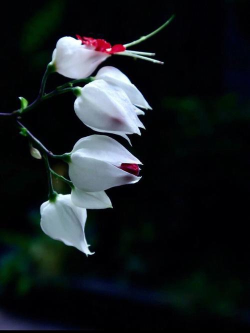 龙吐珠花语:珍贵纯洁、内心热诚