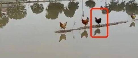 闷到没边这些生肖太没存在感