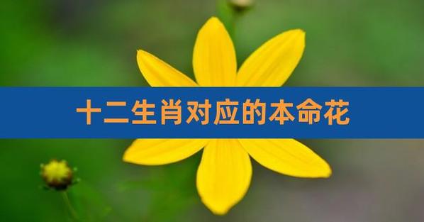无福消受 有钱也没处花的生肖