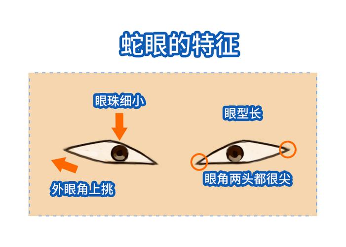 蛇眼面相:蛇眼面相有何说法