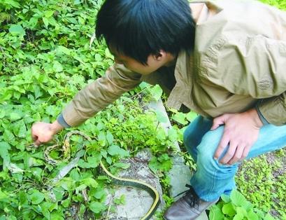 梦到抓蛇是什么意思做梦抓蛇是什么意思周公解梦