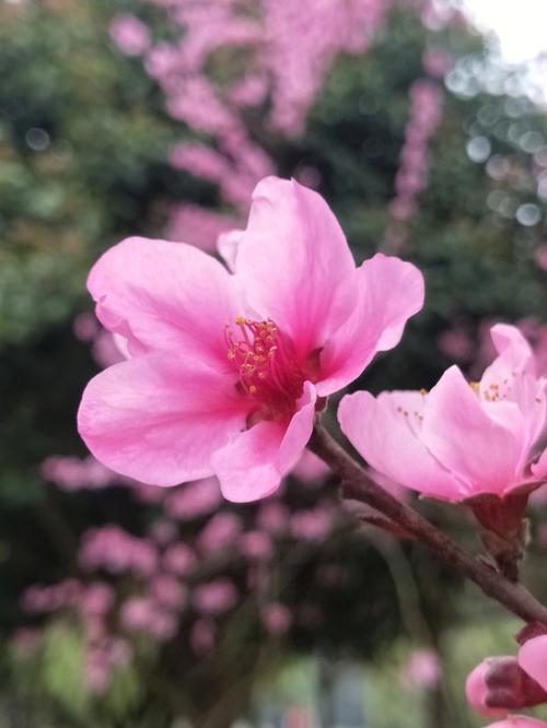 梦见桃花盛开是什么意思