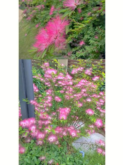 合欢花花语