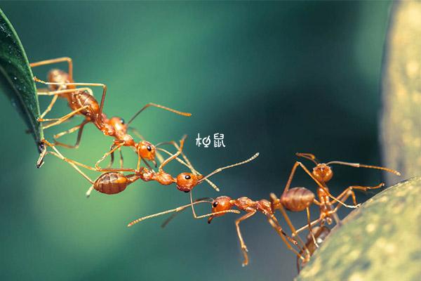 梦见裤子占有蚂蚁