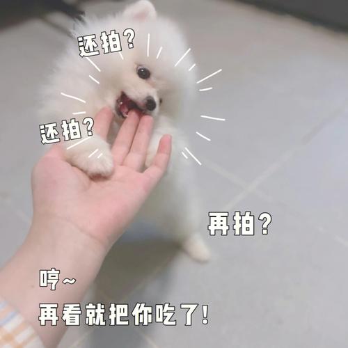 只要你高冷到位,属鸡何时会反过来粘着你