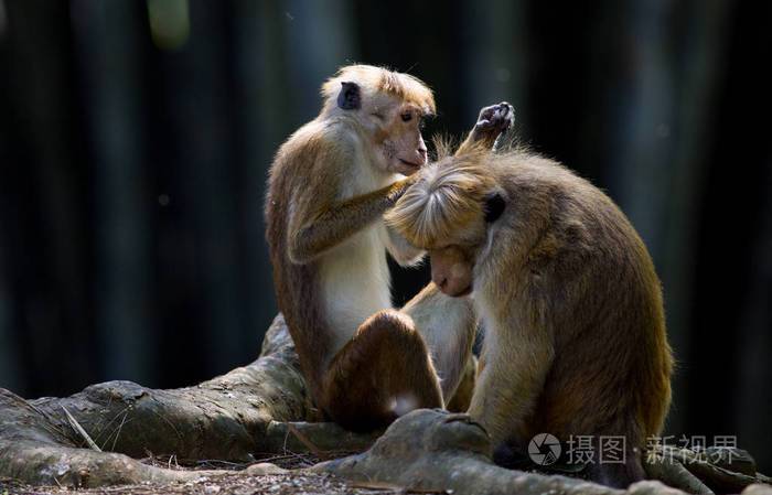 梦见猴子身上有跳蚤