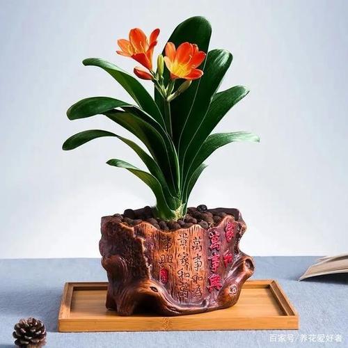 家里再穷也要养的这几种花,聚气又生财