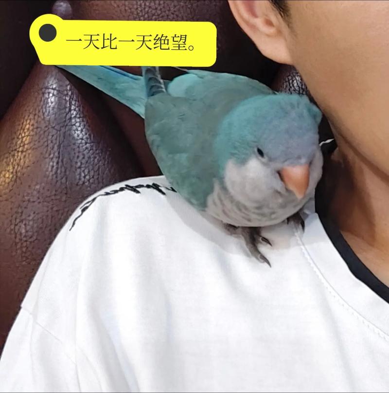 梦见孕妇梦见鸟是什么意思