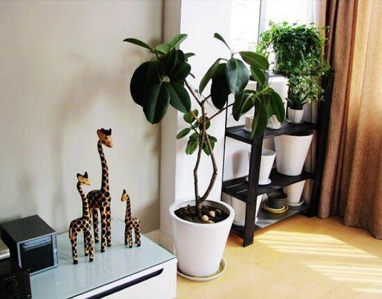 家中植物风水知识选择正确的植物摆放