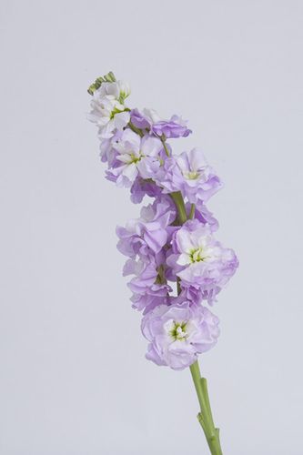 5月4日花语:紫萝兰,生日花语清凉