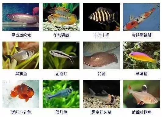 各种观赏鱼图片和名字