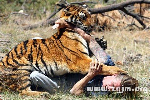 梦见杀死老虎 梦见杀死老虎还有血