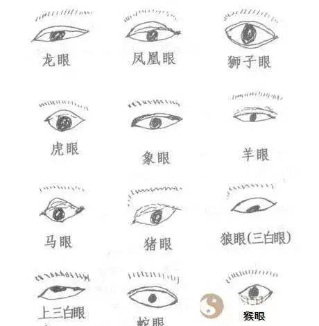 龙眼眼型代表什么含义呢