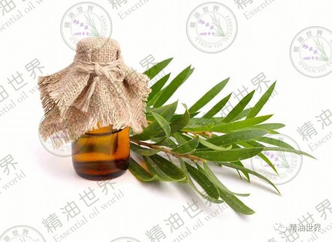 属鼠如何应对生活琐事