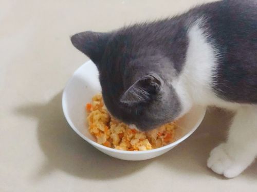 梦见饭被猫吃了