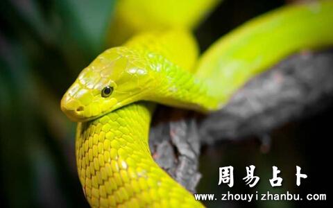 男人梦见蛇要发财
