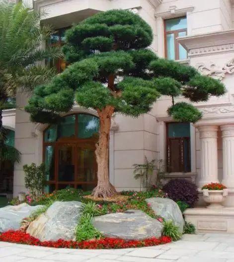 房前应该裁种什么树?看完不再盲目种树了