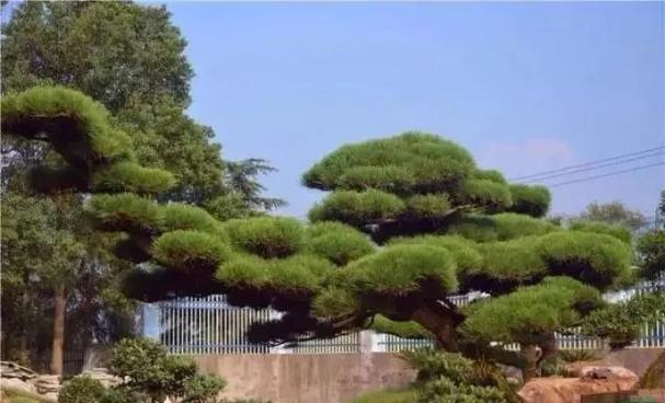 房屋周围种什么树有灵气